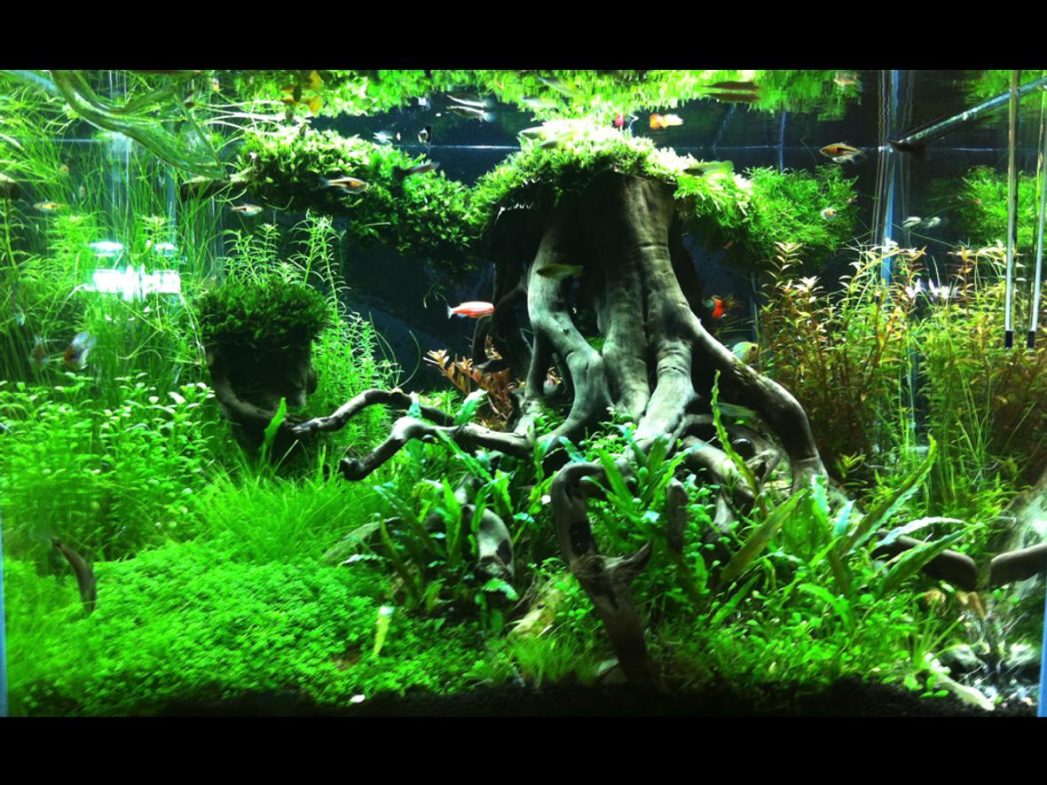 31 gallons planted tank (mostly live plants and fish) - lawrence cheung 60X45X45cm tank Root Chaser 根风