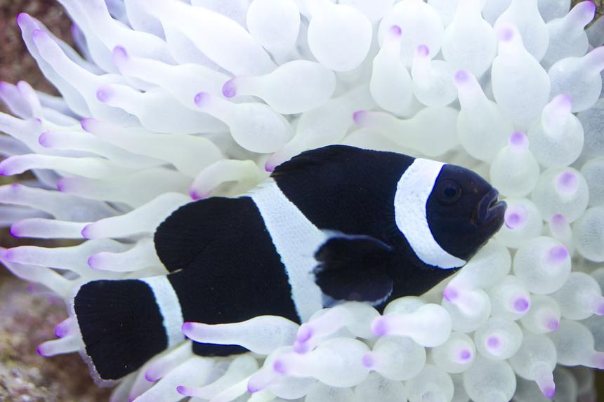 Rated #1: Saltwater Fish - Amphiprion Ocellaris Var. - Black And White Ocellaris Clownfish Stocking In 53 Gallons Tank - Black clownfish