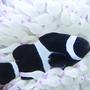 saltwater fish - amphiprion ocellaris var. - black and white ocellaris clownfish stocking in 53 gallons tank - Black clownfish