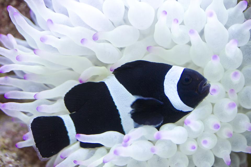 saltwater fish - amphiprion ocellaris var. - black and white ocellaris clownfish stocking in 53 gallons tank - Black clownfish