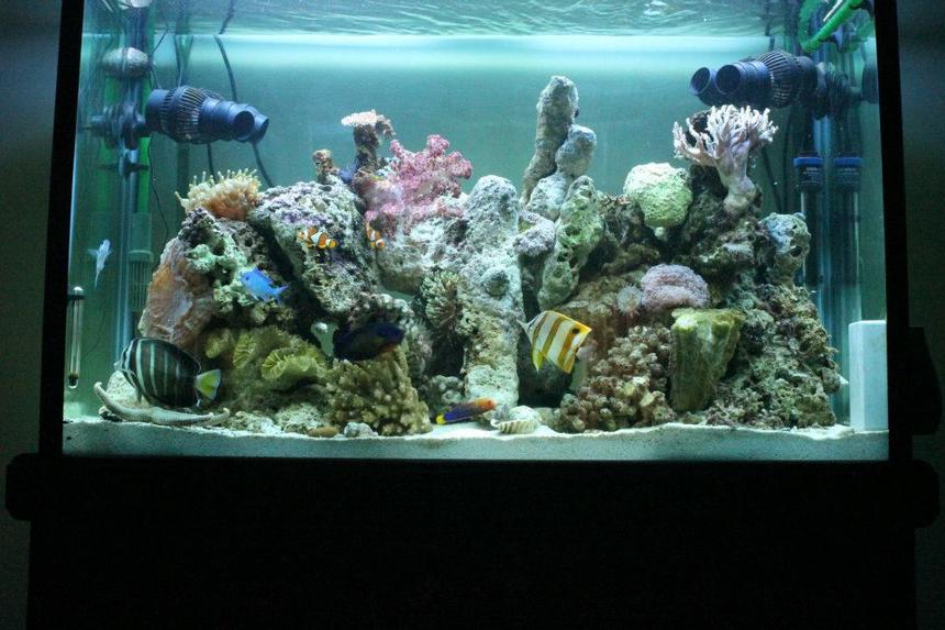 Rated #40: 53 Gallons Reef Tank - June 2012
