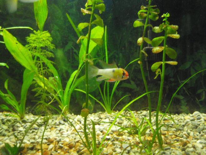 freshwater fish - papiliochromis ramirezi - german blue ram stocking in 29 gallons tank - German Blue Ram