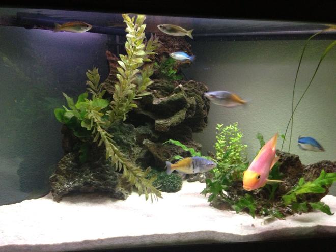 50 gallons freshwater fish tank (mostly fish and non-living decorations) - Front view