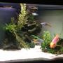 50 gallons freshwater fish tank (mostly fish and non-living decorations) - Front view