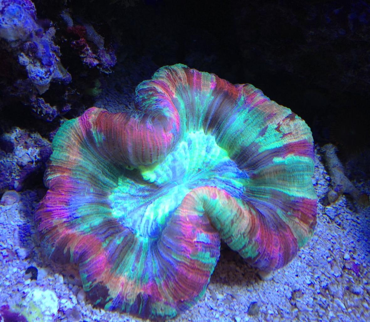corals inverts - trachyphyllia radiata - wellso folded brain coral stocking in 65 gallons tank - Rainbow trachy