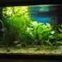 29 gallons planted tank (mostly live plants and fish) - 30g with marineland penguin 200,