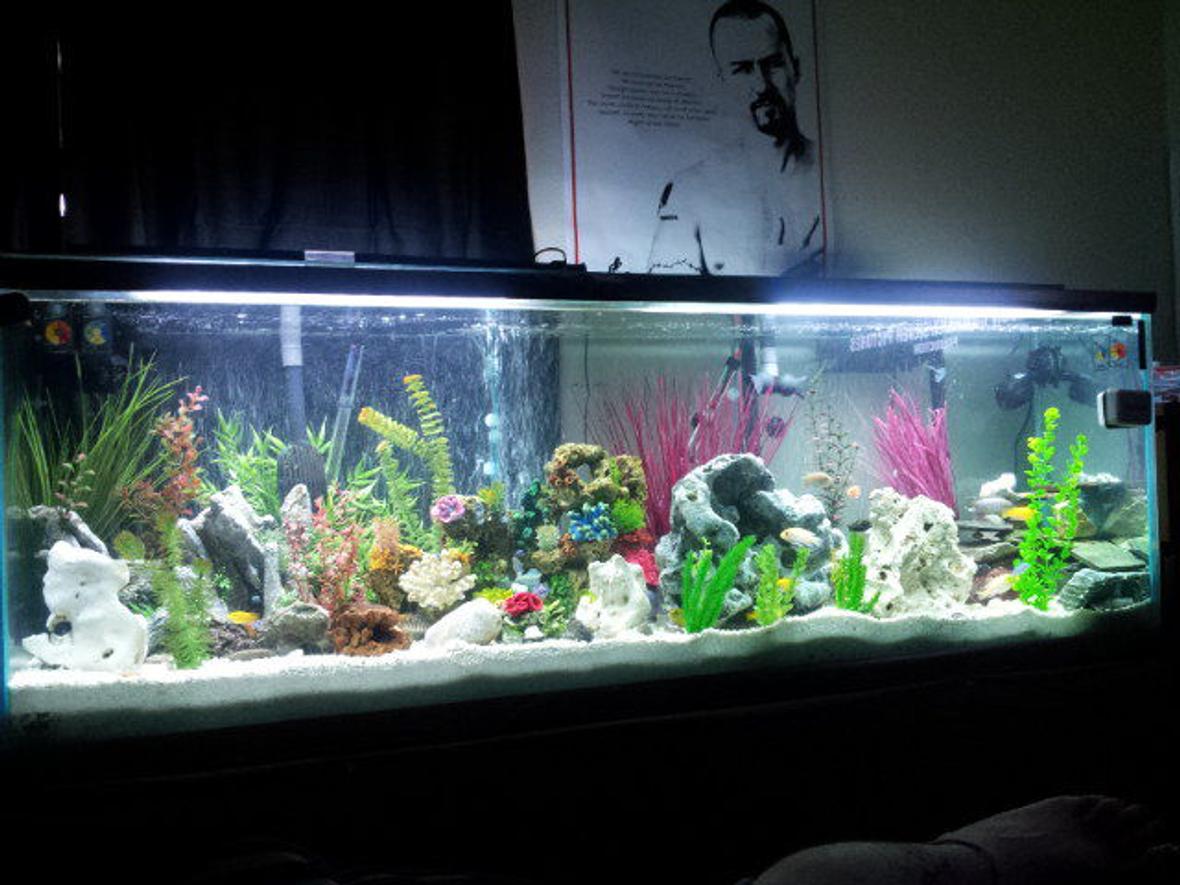 140 gallons freshwater fish tank (mostly fish and non-living decorations) - this is my new 140 gallon communtiy cichlid tank...let me know what you think and any advice you have is much appreciated