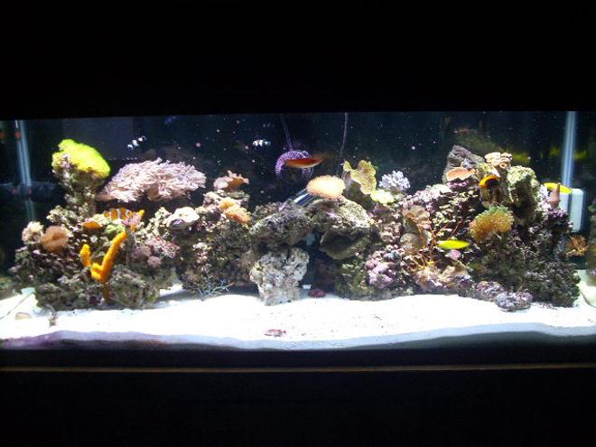 75 gallons reef tank (mostly live coral and fish) - 75 gallon reef tank