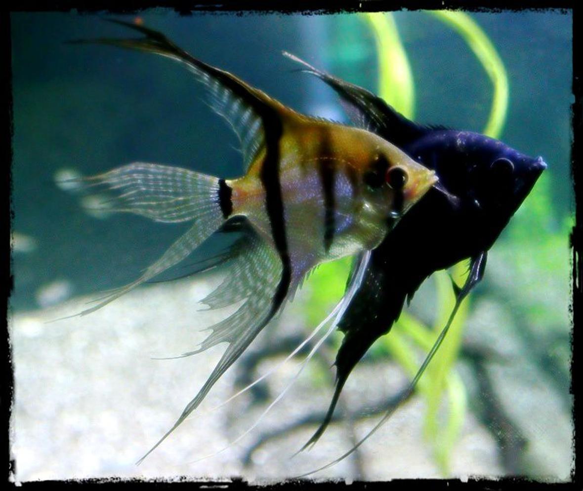 freshwater fish - pterophyllum sp. - black angel stocking in 90 gallons tank - AngelFish