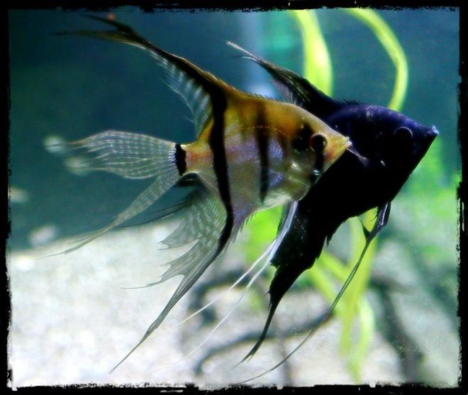freshwater fish - pterophyllum sp. - black angel stocking in 90 gallons tank - AngelFish