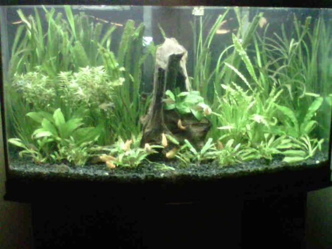 46 gallons planted tank (mostly live plants and fish) - 46 gallon tropical fish and live plants