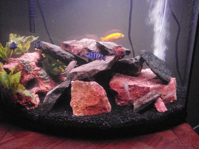 29 gallons freshwater fish tank (mostly fish and non-living decorations) - brichardi, demasoni, yellow lab, peacock