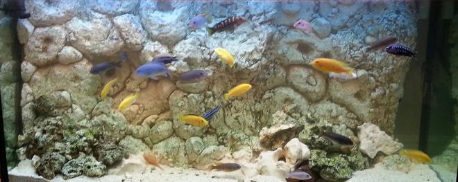 75 gallons freshwater fish tank (mostly fish and non-living decorations) - My Malawi tank with a DIY Background.
