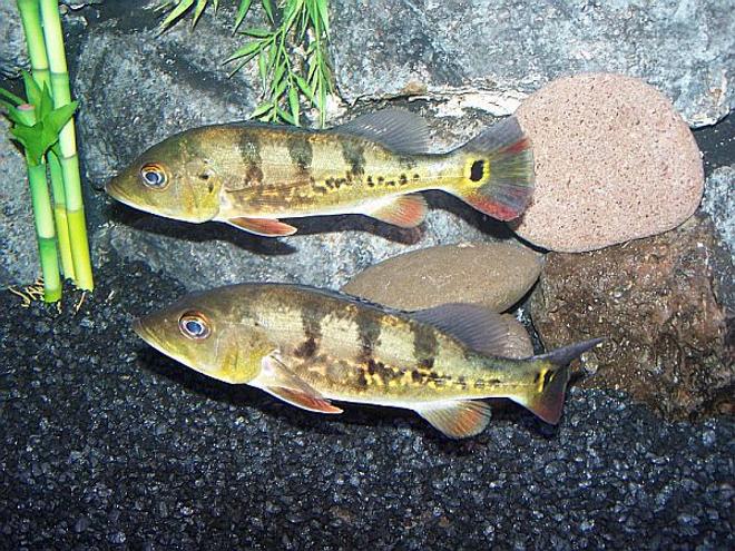freshwater fish - cichlia ocellaris - peacock bass (ocellaris) stocking in 125 gallons tank - Peacock Bass