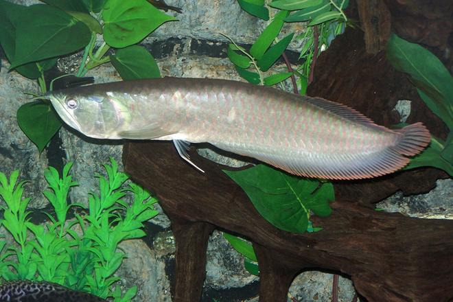 freshwater fish - osteoglossum bicirrhosum - silver arowana stocking in 125 gallons tank - Silver Arowana