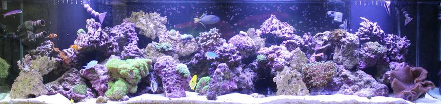 Rated #23: 240 Gallons Reef Tank - 240 gallon reef tank