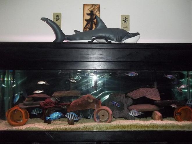 125 gallons freshwater fish tank (mostly fish and non-living decorations) - 125 gallon tank,Cyphotilapia Frontosa Mpimbwe blue,fosseorochromis rostratus,Aulonocara o.b,petrotilapia retrognatus,placidochromis milomo vc-10,dimidiochromis compresiseps and placidochromis phenochilus.