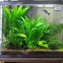 25 gallons planted tank (mostly live plants and fish) - this is my tank