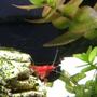 corals inverts - neocaridina denticulata sinensis - red cherry shrimp stocking in 20 gallons tank - Cherry shrimp