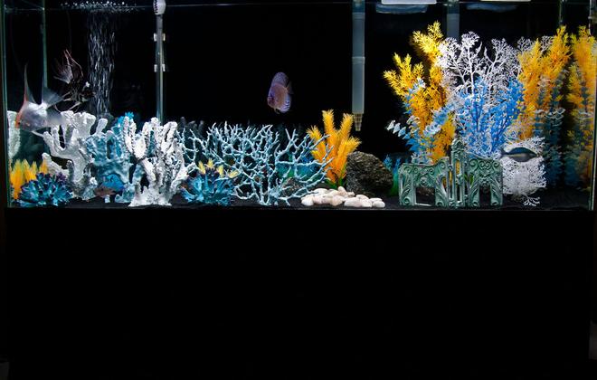 55 gallons freshwater fish tank (mostly fish and non-living decorations) - Colorful fun freshwater tank.