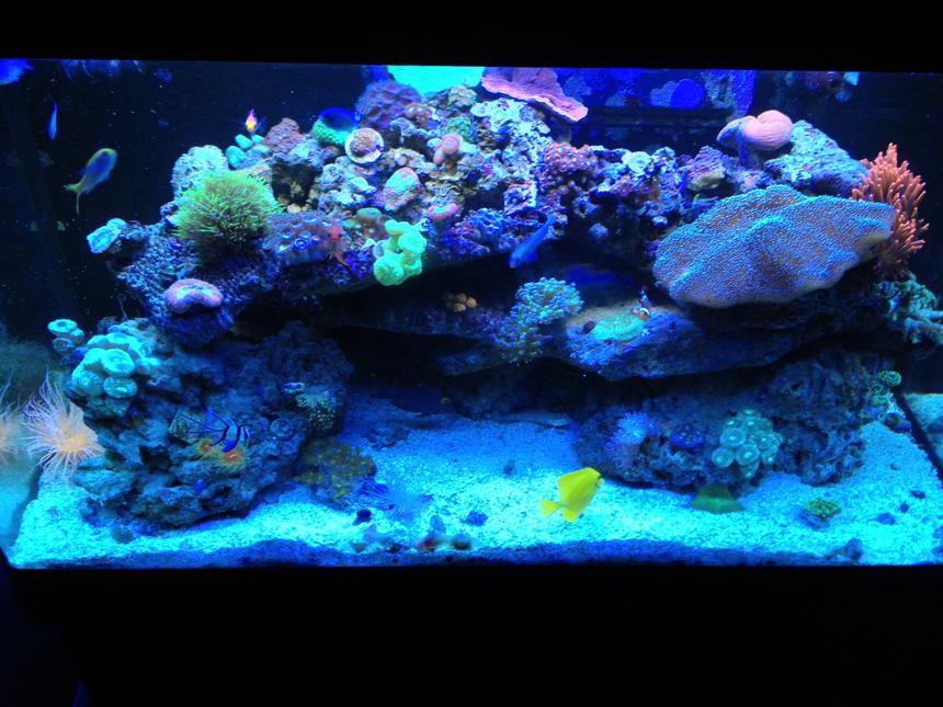 Rated #18: 66 Gallons Reef Tank - Sorry for bad pic, Iphone picture :P


my 66 gallon reef.

Current fish: Kole eye tang, Yellow tang, diamond goby, dart goby, firefish goby x2, green chromis x5, mystery wrasse, tricolor fairy wrasse and a mandrian goby :)

Lots of softies, its what i like!