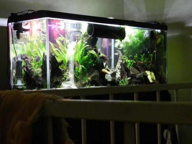 155 gallons freshwater fish tank (mostly fish and non-living decorations) - 55 gal predatory tank