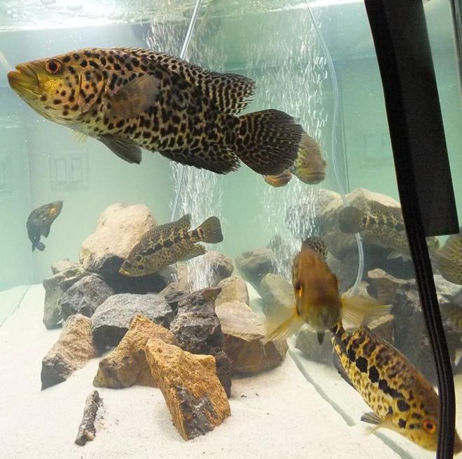 freshwater fish - parachromis managuensis - jaguar cichlid stocking in 125 gallons tank - (Parachromis Managuensis)AKA Jaguar Cichlid