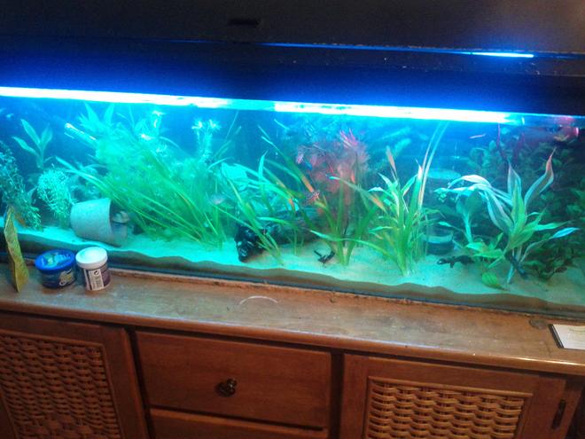 15 gallons freshwater fish tank (mostly fish and non-living decorations) - just my little 4ft tank :)
