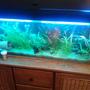 15 gallons freshwater fish tank (mostly fish and non-living decorations) - just my little 4ft tank :)