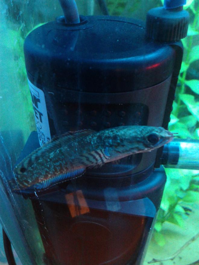 freshwater fish - channa bleheri - rainbow snakehead stocking in 15 gallons tank - rainbow snakehead, i have two and they are best fish i have ever had by a long way!!!!! :D