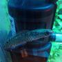 freshwater fish - channa bleheri - rainbow snakehead stocking in 15 gallons tank - rainbow snakehead, i have two and they are best fish i have ever had by a long way!!!!! :D
