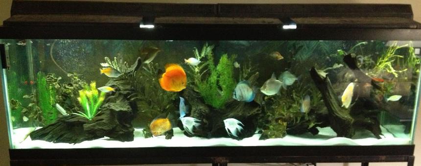 Rated #41: 125 Gallons Freshwater Fish Tank - Discus Community Tank