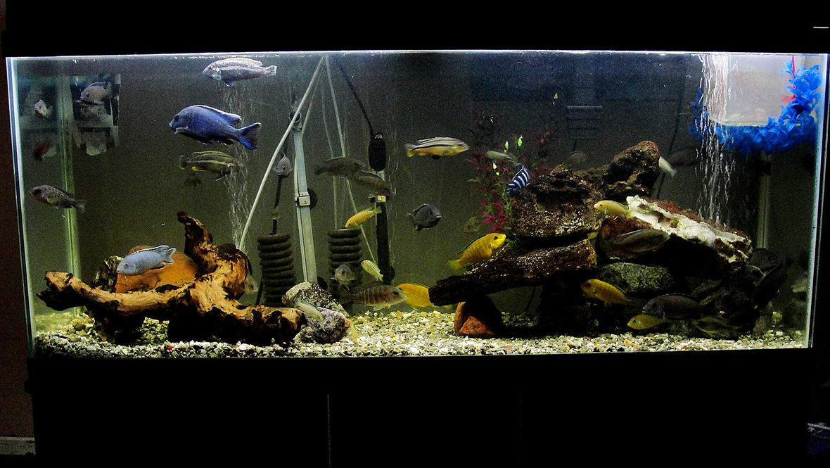 55 gallons freshwater fish tank (mostly fish and non-living decorations) - Note - cool feature in the mid-section of the tank, the cichlids are in a circle formation. 55 Gallon Cichlid Tank, w/ Breeder Net. I have a great picture of a pair spawning