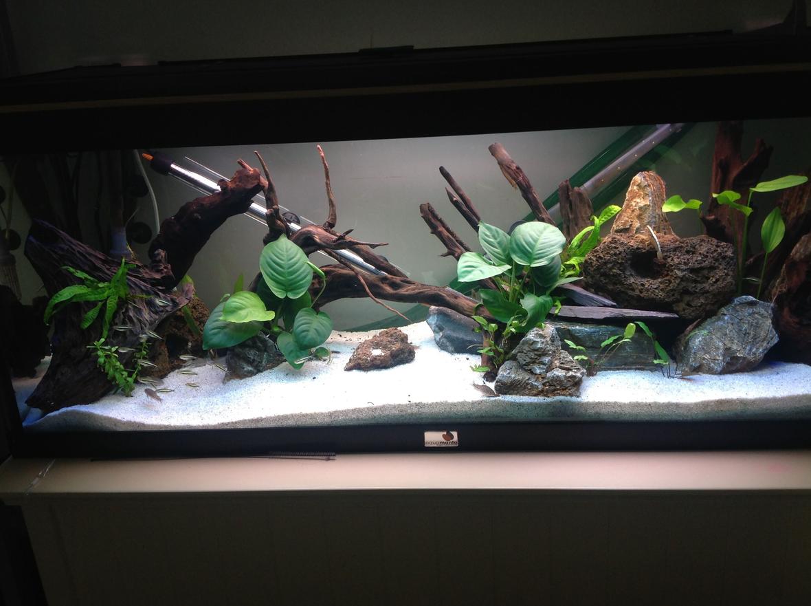 65 gallons freshwater fish tank (mostly fish and non-living decorations) - Amazon stocked 250 litre
