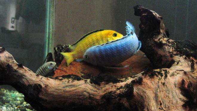 freshwater fish - labidochromis caeruleus - electric yellow cichlid stocking in 55 gallons tank - Spawning - Pindani