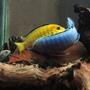 freshwater fish - labidochromis caeruleus - electric yellow cichlid stocking in 55 gallons tank - Spawning - Pindani