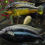 freshwater fish - melanochromis auratus - auratus cichlid stocking in 55 gallons tank - Auratus
