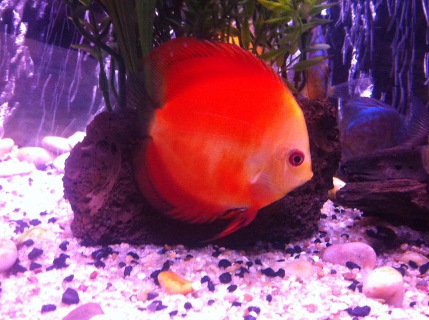 Rated #19: Freshwater Fish - Symphysodon Sp. - Royal Red Discus Stocking In 50 Gallons Tank - Discus