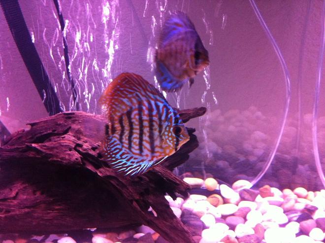 freshwater fish - symphysodon sp. - checkerboard discus stocking in 50 gallons tank - Discus