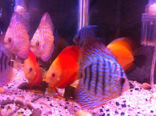 50 gallons freshwater fish tank (mostly fish and non-living decorations) - All in one