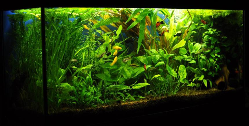 Rated #8: 53 Gallons Planted Tank - 53 gallons