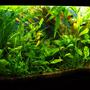 53 gallons planted tank (mostly live plants and fish) - 53 gallons