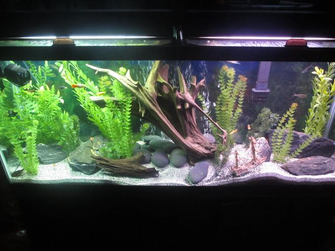 55 gallons freshwater fish tank (mostly fish and non-living decorations) - HOLIDAE HUSTLEZ 55 gallon Freshwater...23 fish of all sorts, 2 snails, 1 pleco