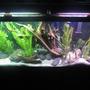 55 gallons freshwater fish tank (mostly fish and non-living decorations) - HOLIDAE HUSTLEZ 55 gallon Freshwater...23 fish of all sorts, 2 snails, 1 pleco