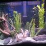 fish tank picture - pics...