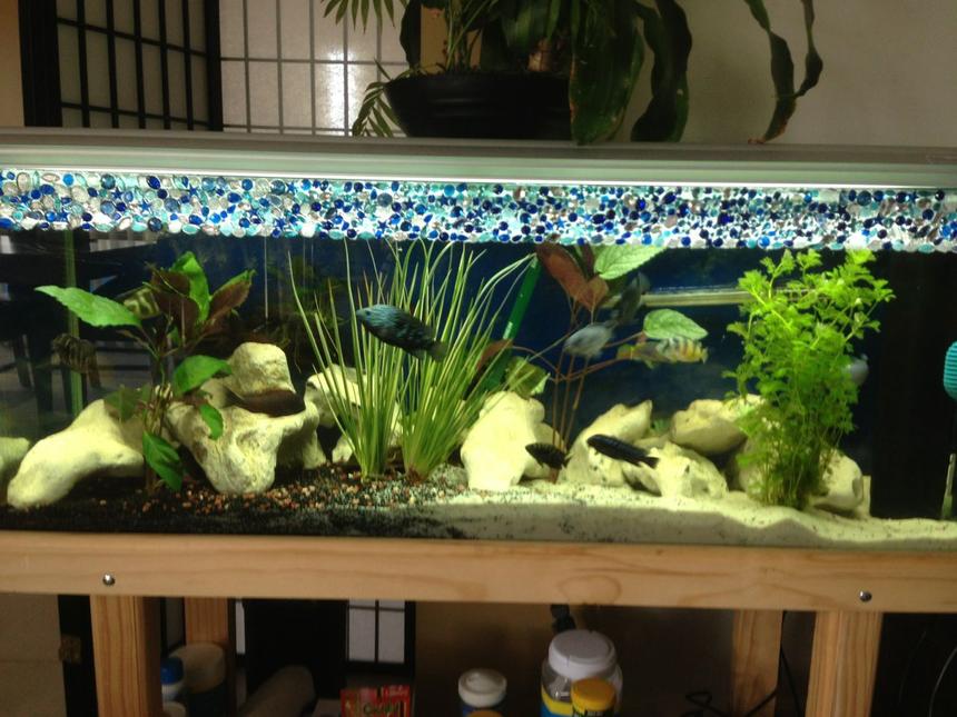 Rated #85: 58 Gallons Freshwater Fish Tank - My cichlid tank