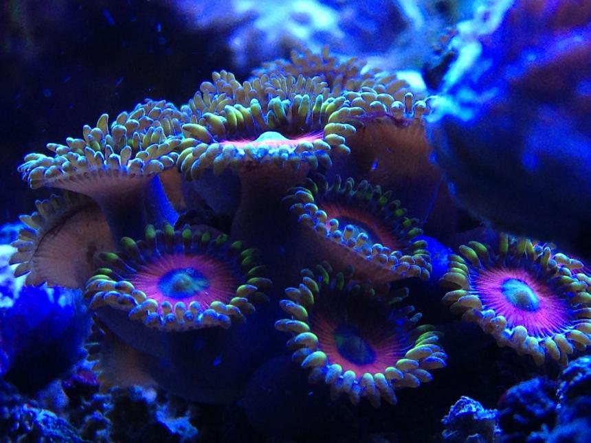 Rated #4: Corals Inverts - Zoanthus Sp. - Colony Polyp, Eagle Eye Stocking In 66 Gallons Tank - upclose and personal of some eagle eye zoanthids