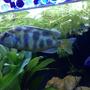 freshwater fish - nimbochromis venustus - venustus cichlid stocking in 58 gallons tank - My Venustus