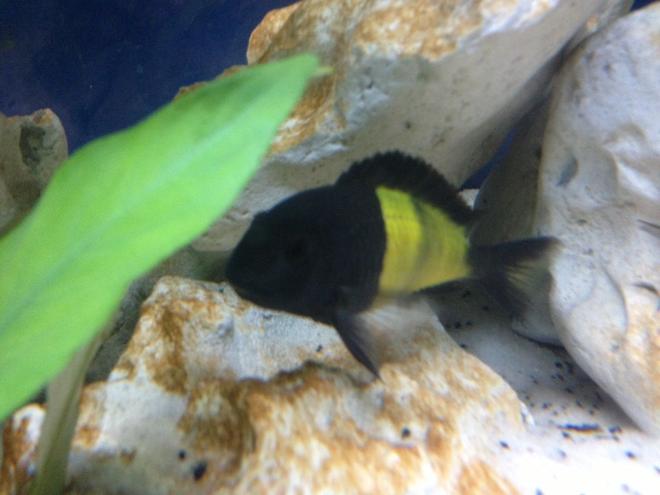 freshwater fish - tropheus moorii - moorii (kaiser ii) cichlid stocking in 58 gallons tank - My Tropheus