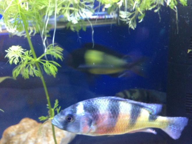 freshwater fish - astatotilapia latifasciata - zebra obliquidens stocking in 58 gallons tank - My Obliquiden